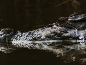 Salty Reflection
