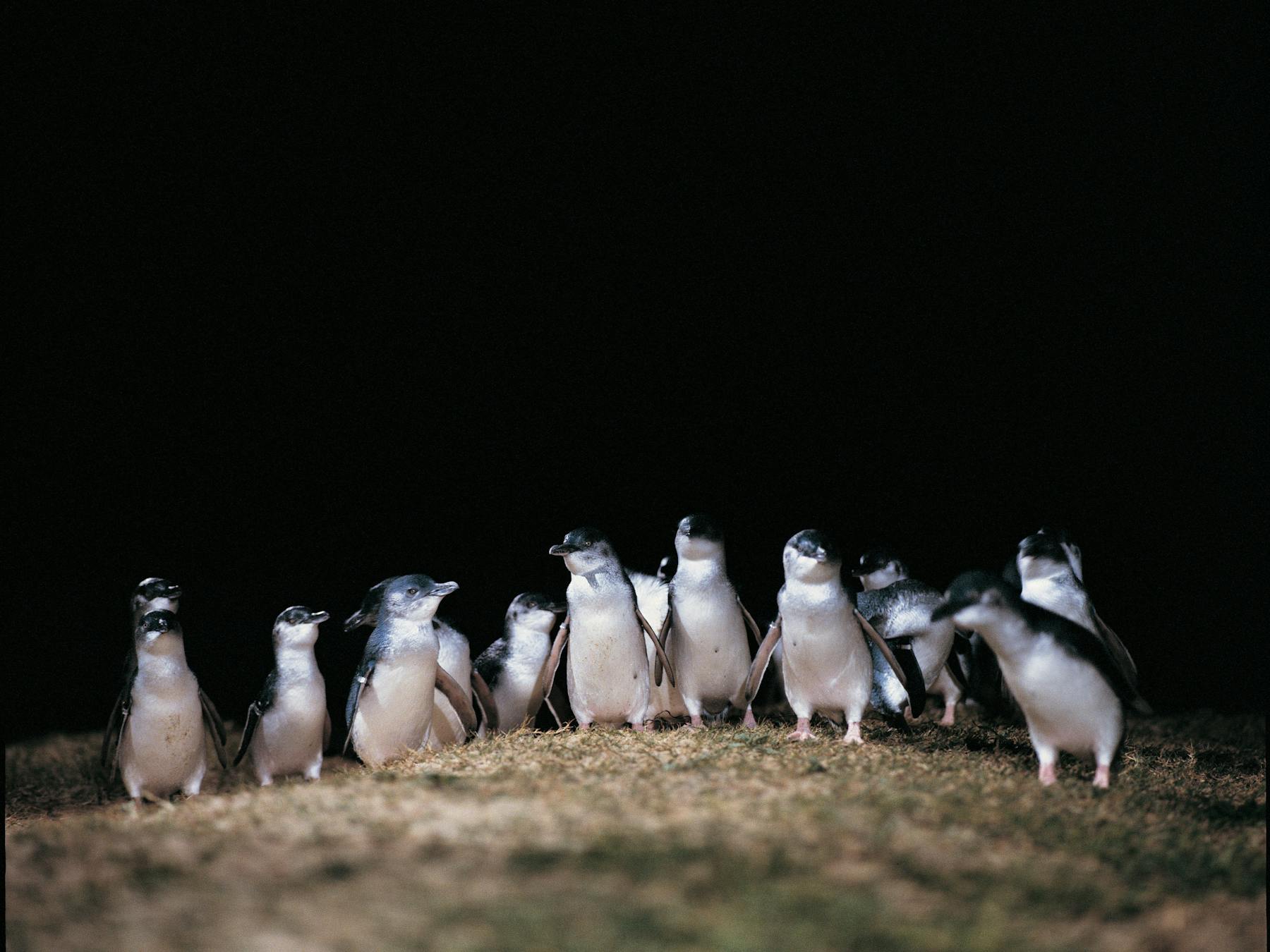 Phillip Island - Penguin Parade