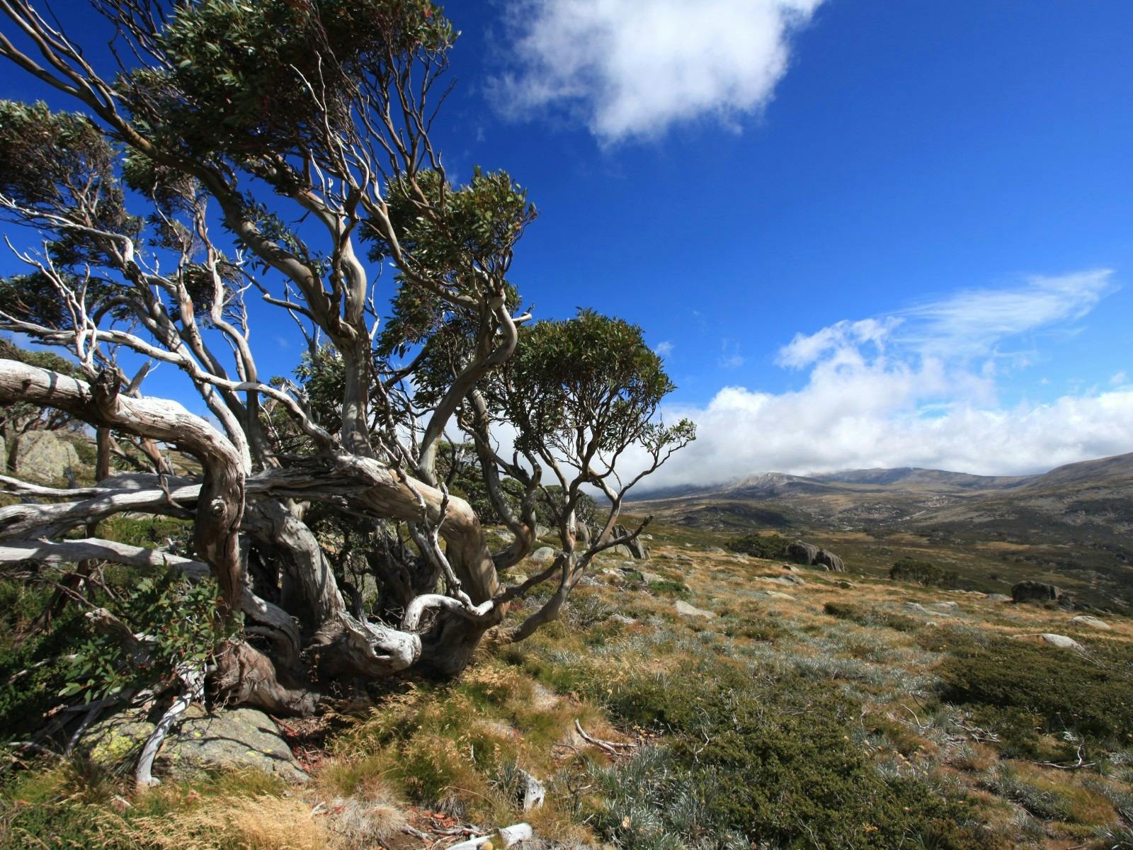 Charlotte Pass, NSW