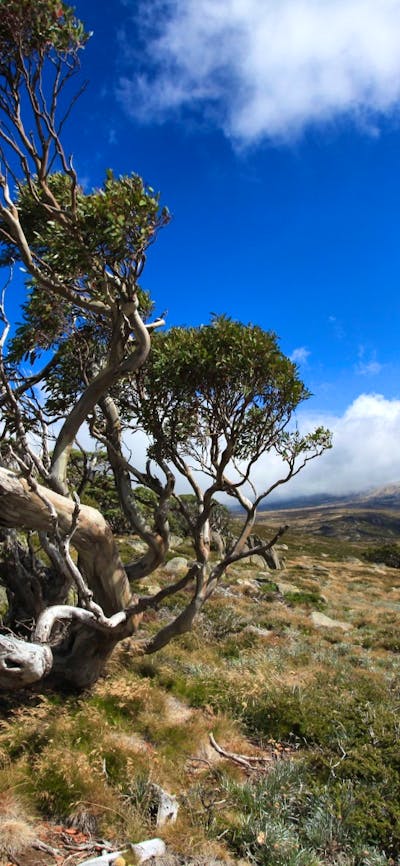 Charlotte Pass, NSW