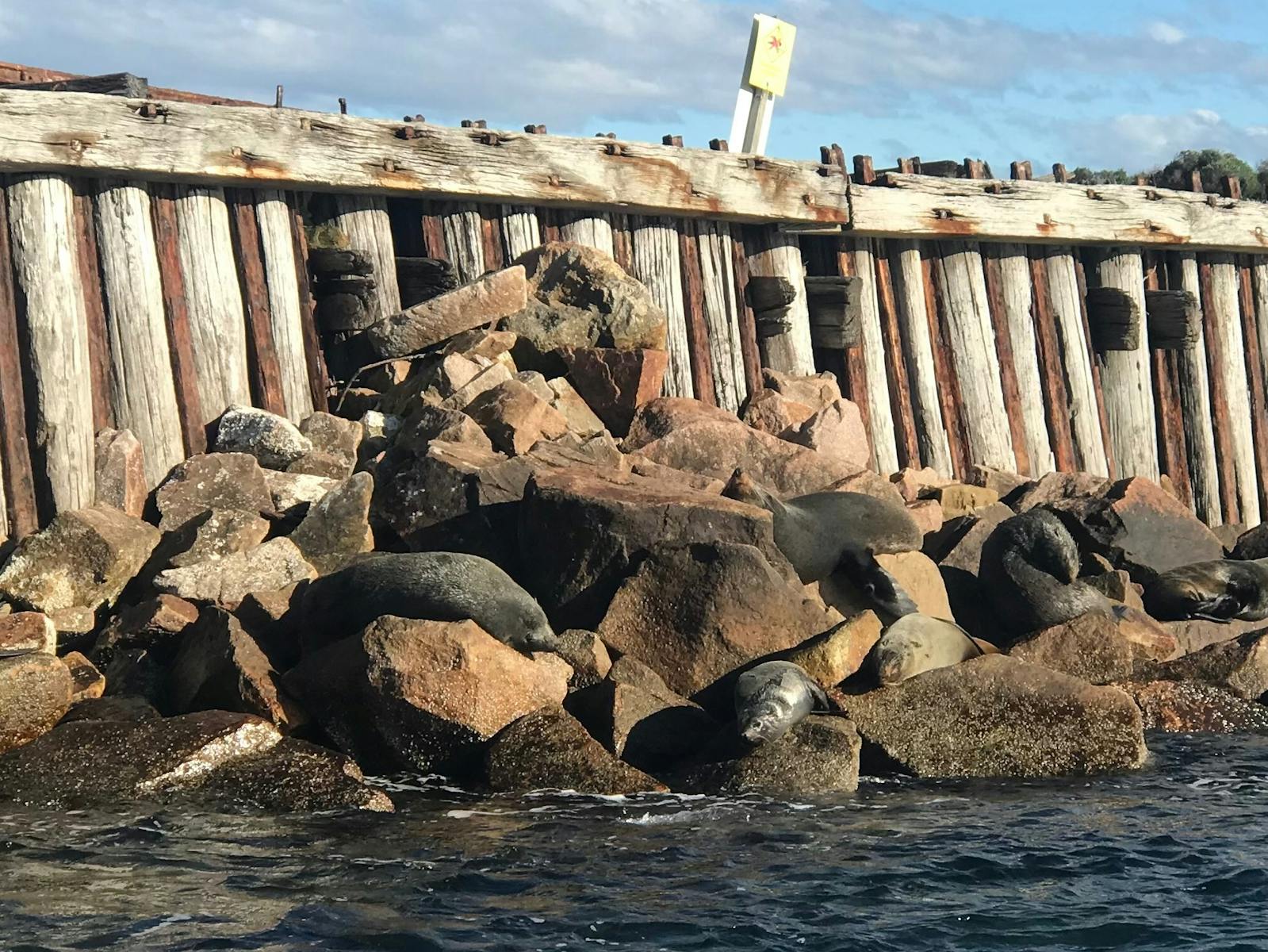 Fur Seals