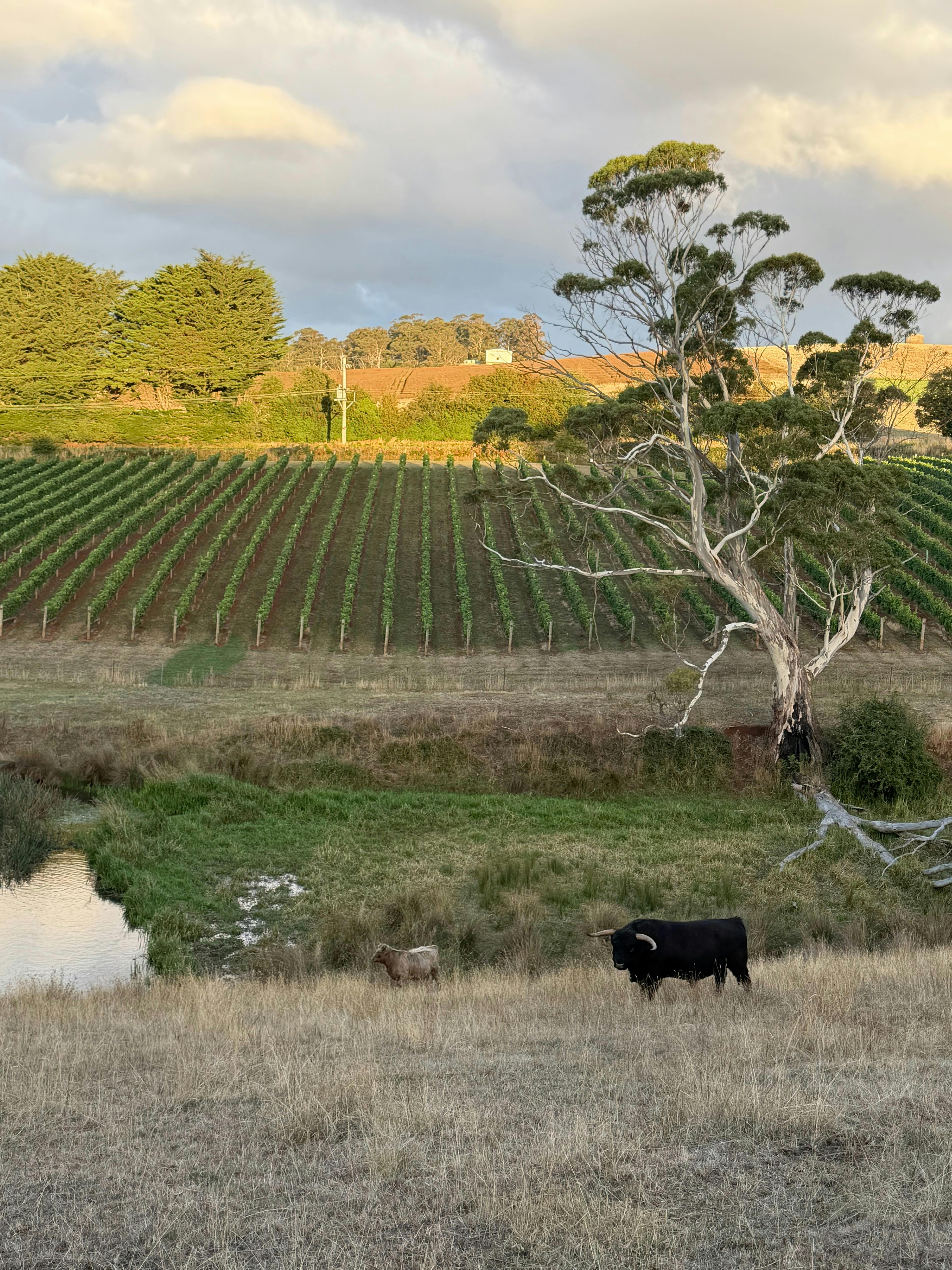 Vineyard View with Hamish in foreground (Dam Perspective)