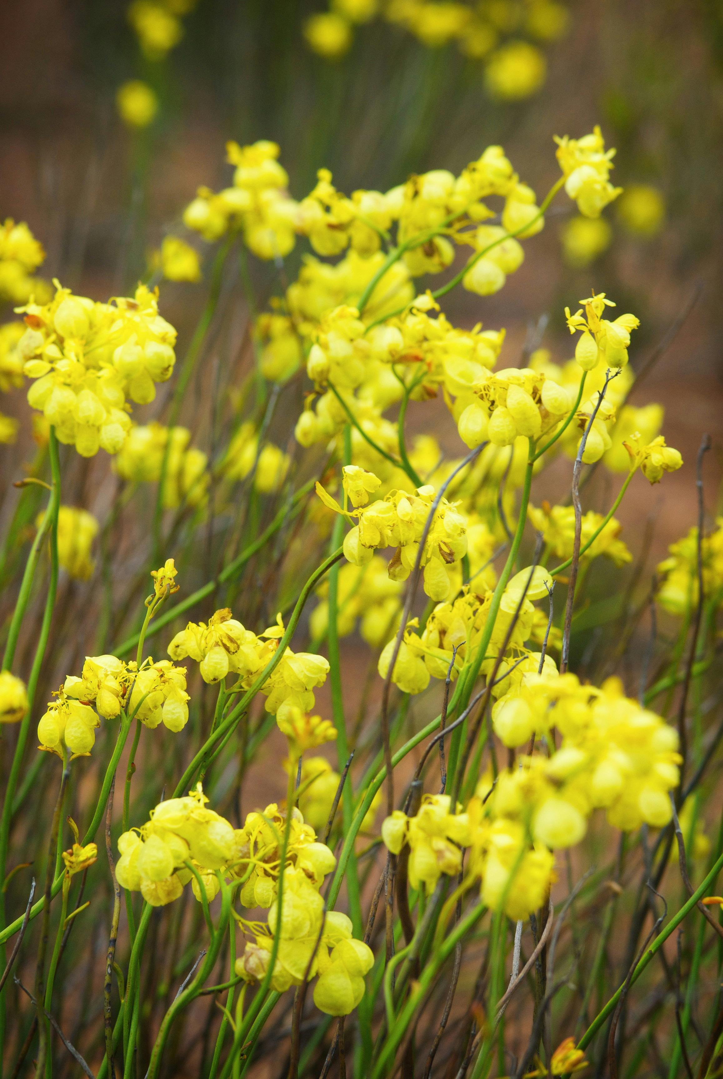 Esperance Wildflower Trail, Ravensthorpe, Western Australia