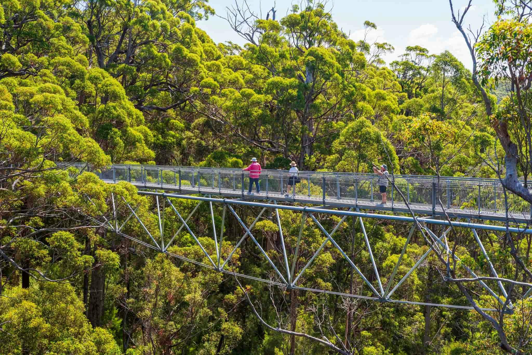 poeple walking along a walkway suspended high in the tree tops