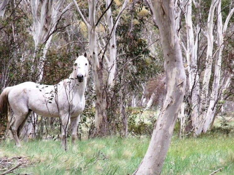 Spotted Silver Brumbie