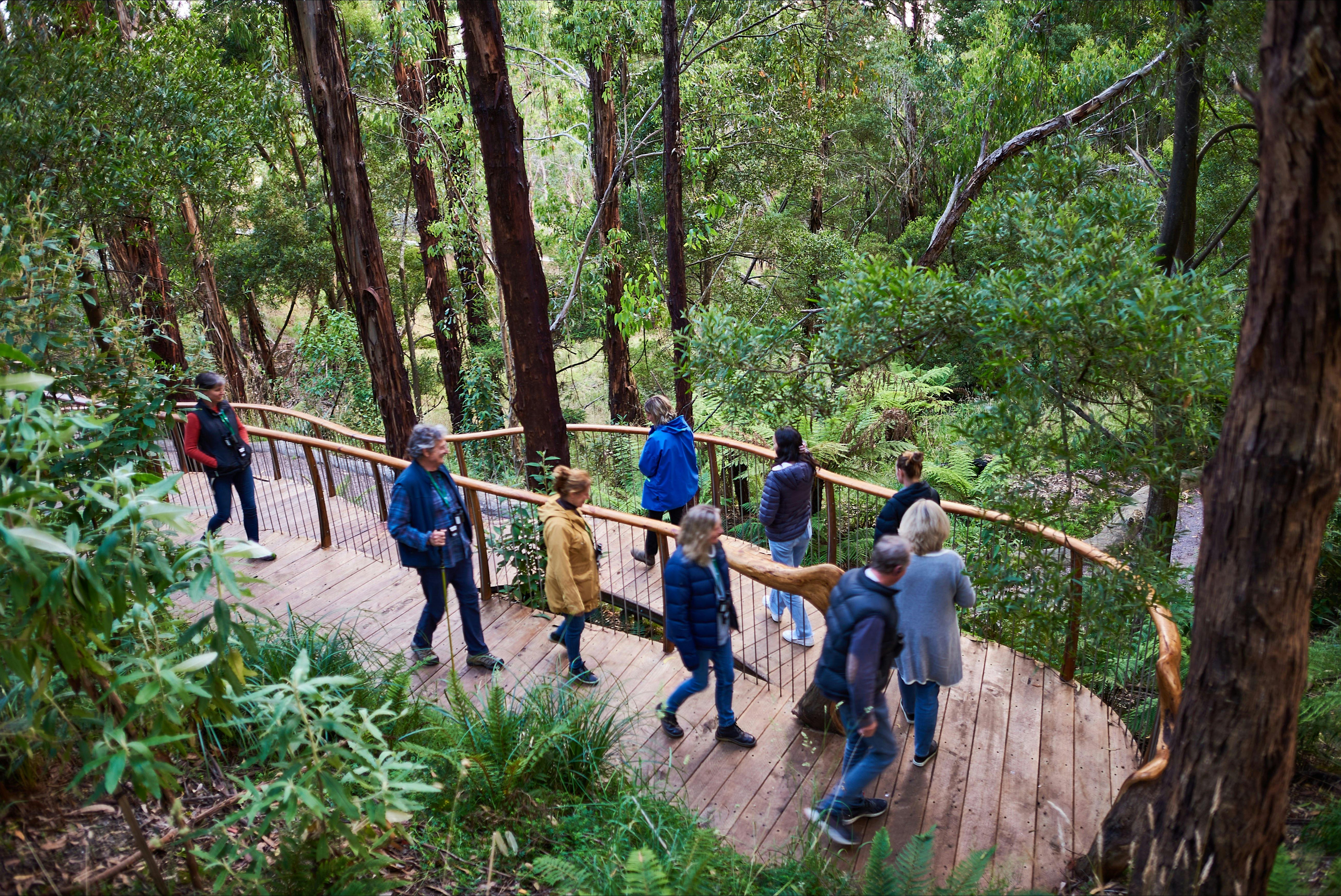People walking along a crafted boarwalk through the forest