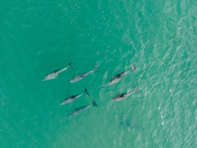 Mandurah dolphins in Peel Inlet
