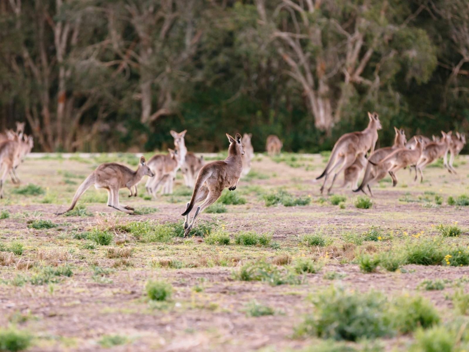 Kanagroos Kanagroos