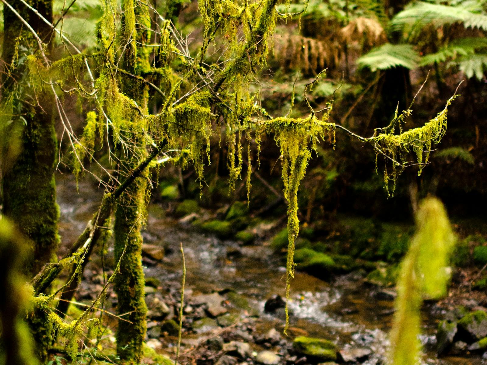 View of the Julius River through moss covered trees