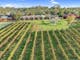 Tuileries at De Bortoli Rutherglen aeriel  views
