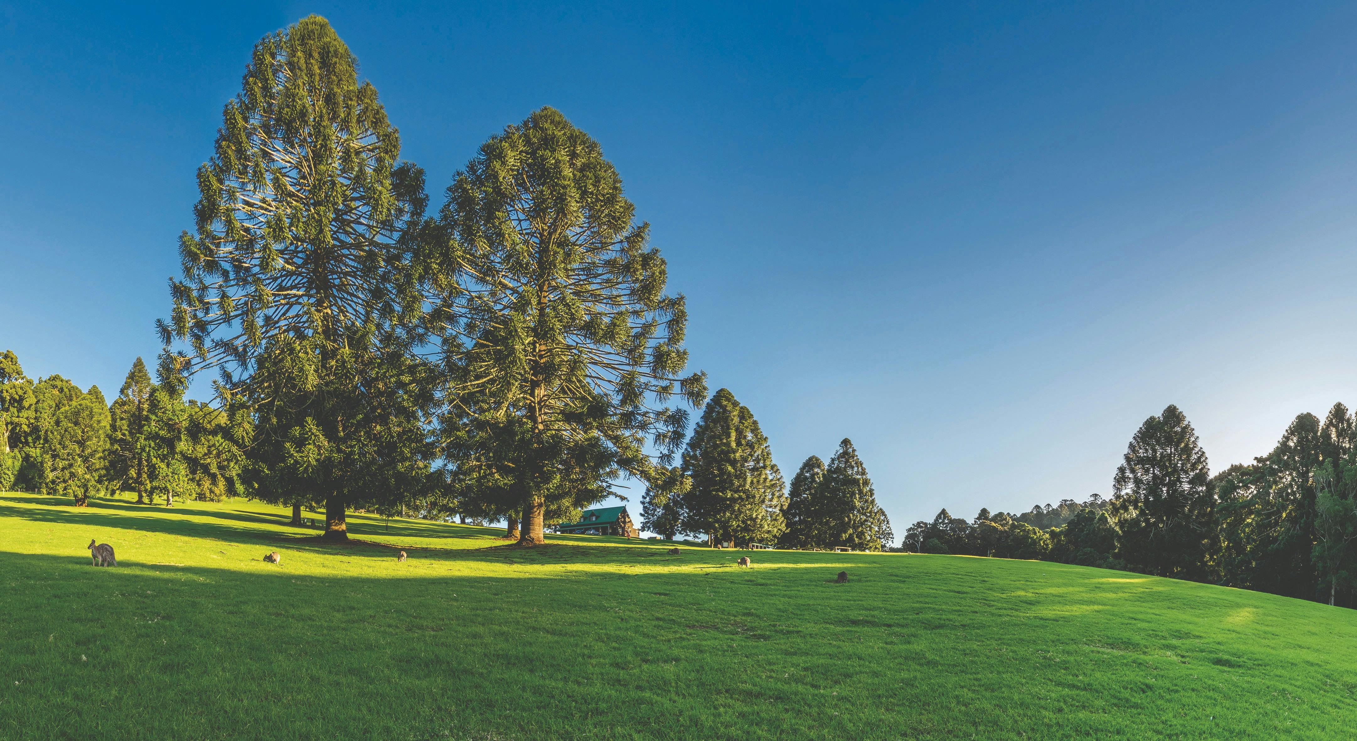 Bunya Mountains Escape