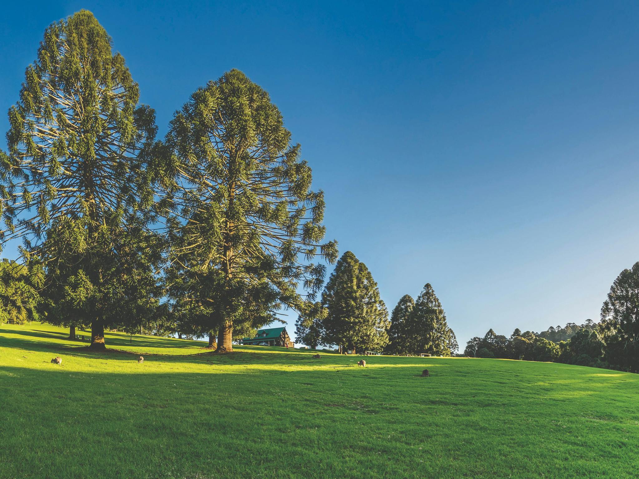Bunya Mountains outlook with Bunya Pines Bunya Mountains outlook with Bunya Pines