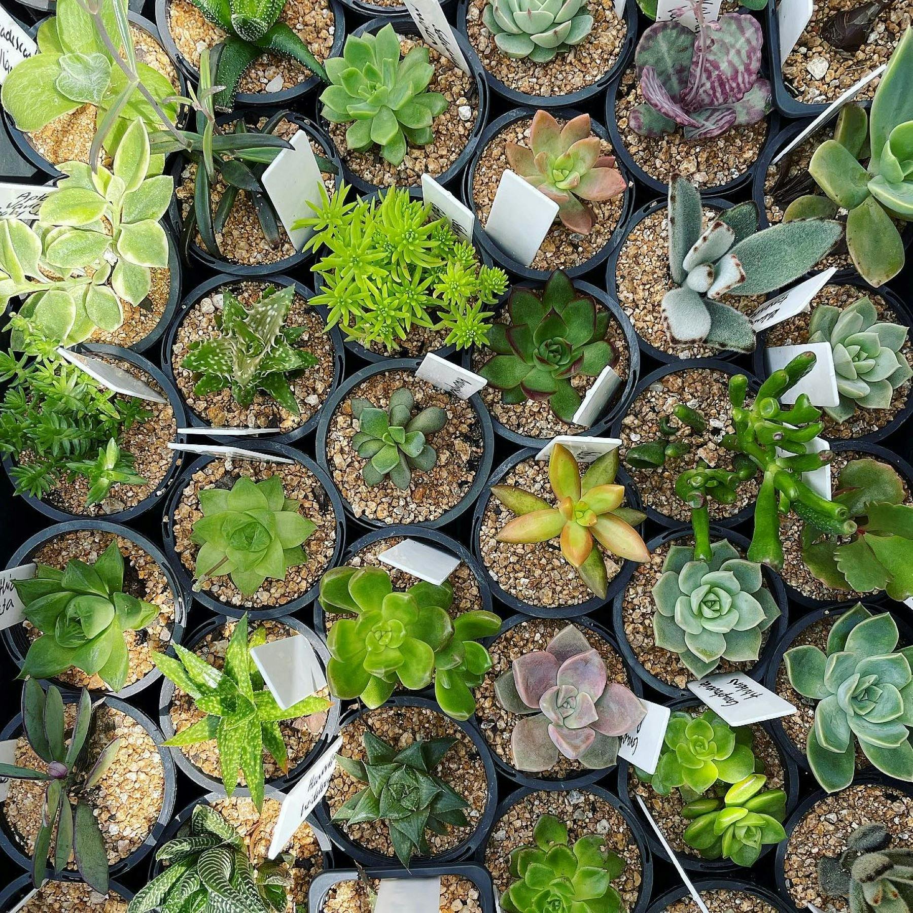 A great range of cacti and succulents