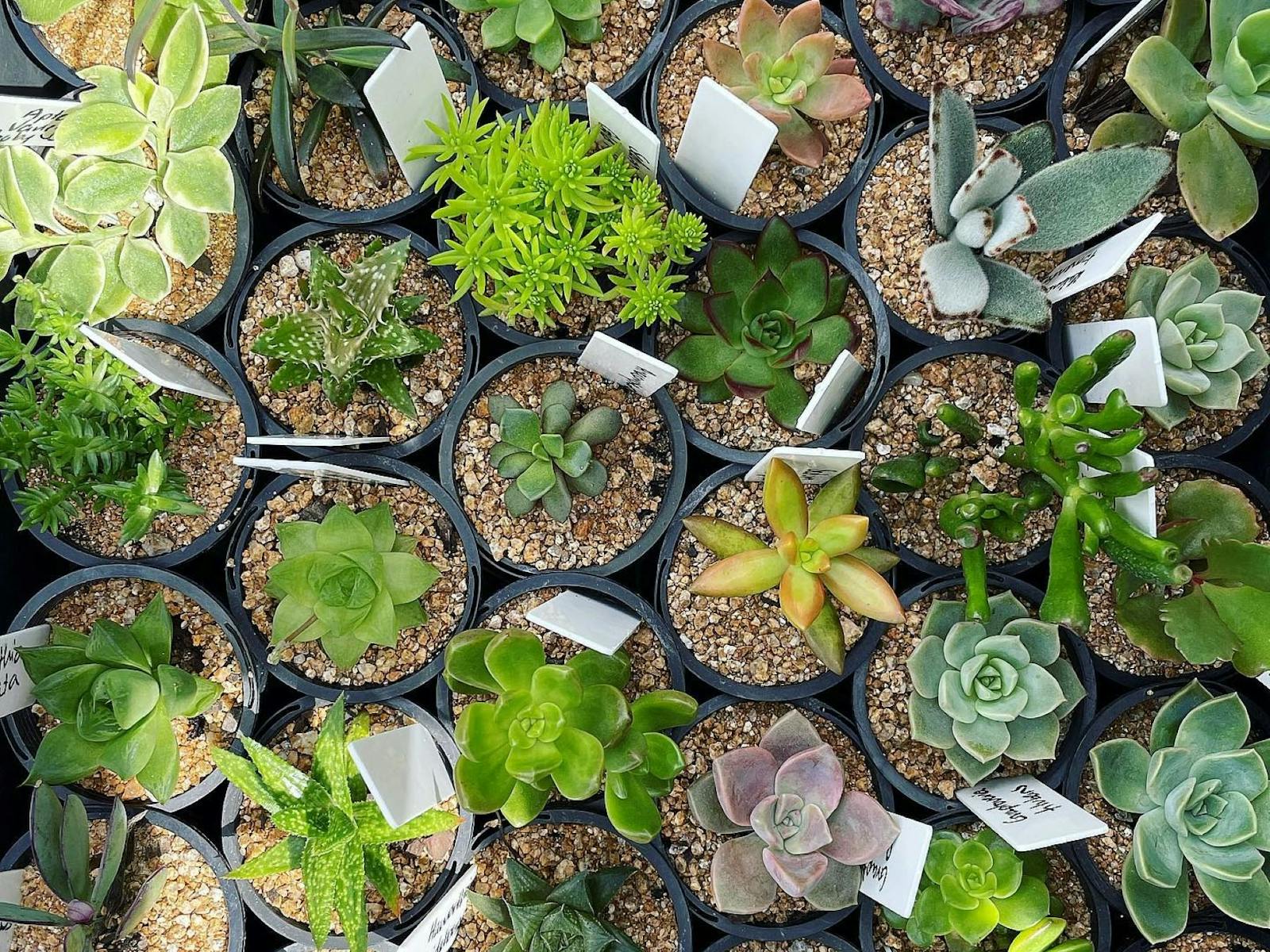 A great range of cacti and succulents