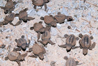 Mon Repos Turtle Centre, Mon Repos Conservation Park