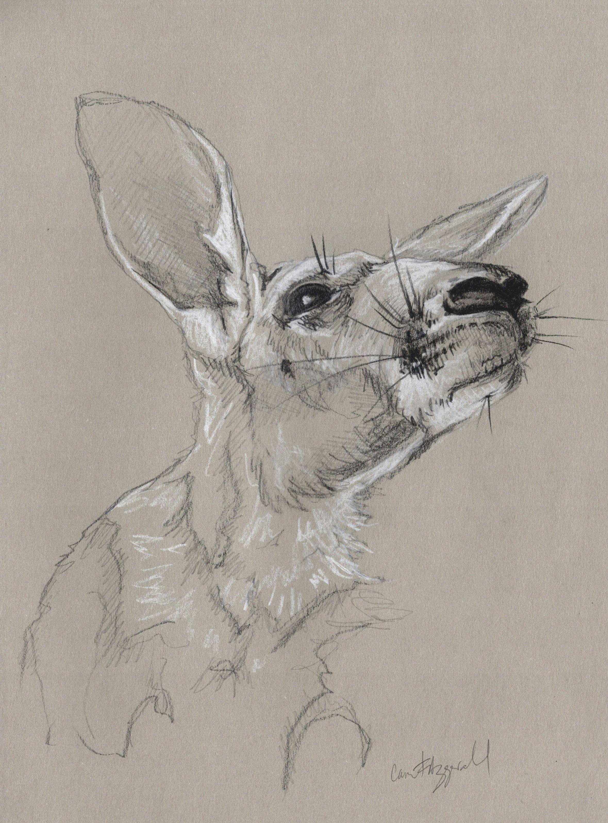 Drawing of Kangaroo