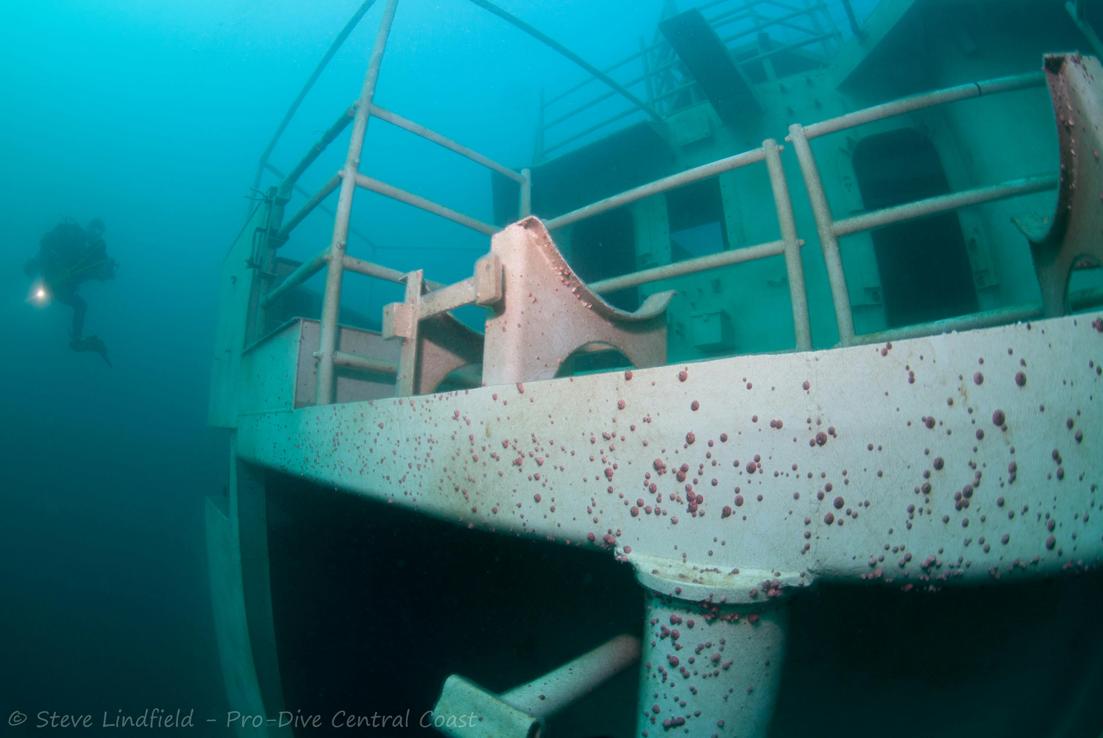 discover marine life around the ex HMAS Adelaide