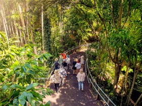 Guided Tour group in the Rainforest at Roma Street Parkland