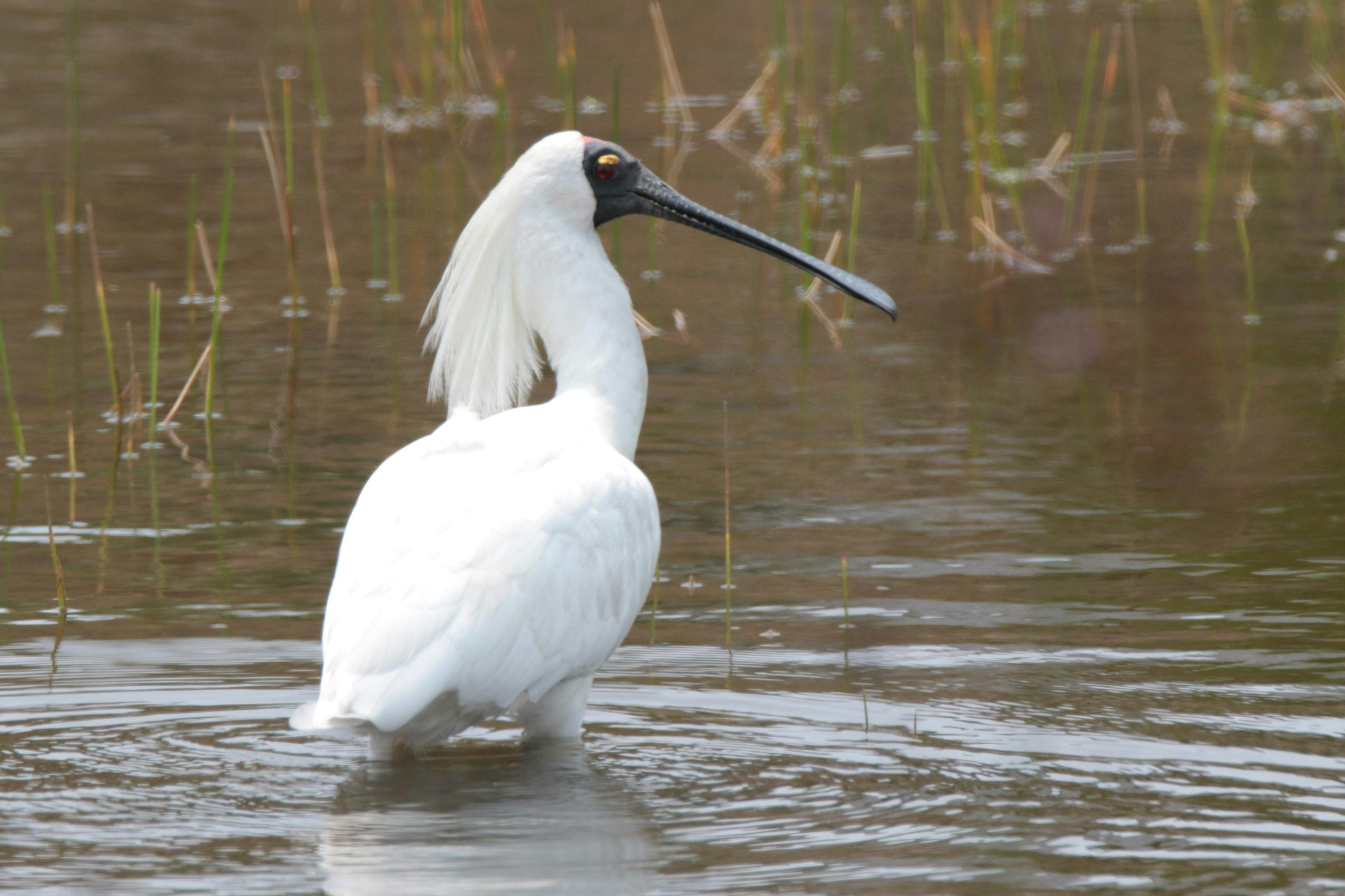 Royall Spoonbill in breeding plumage standing in wetlands/water