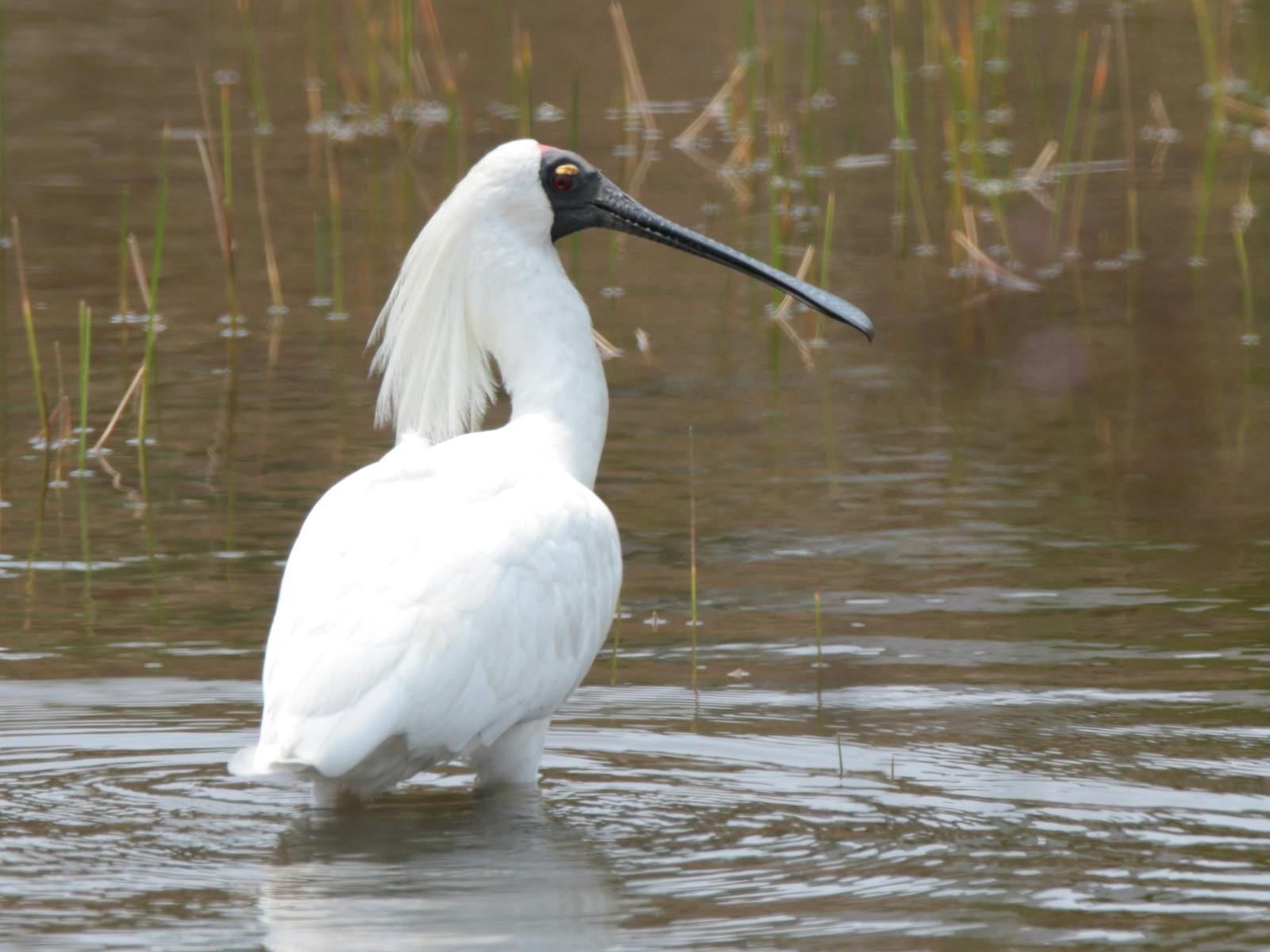 Royall Spoonbill in breeding plumage standing in wetlands/water