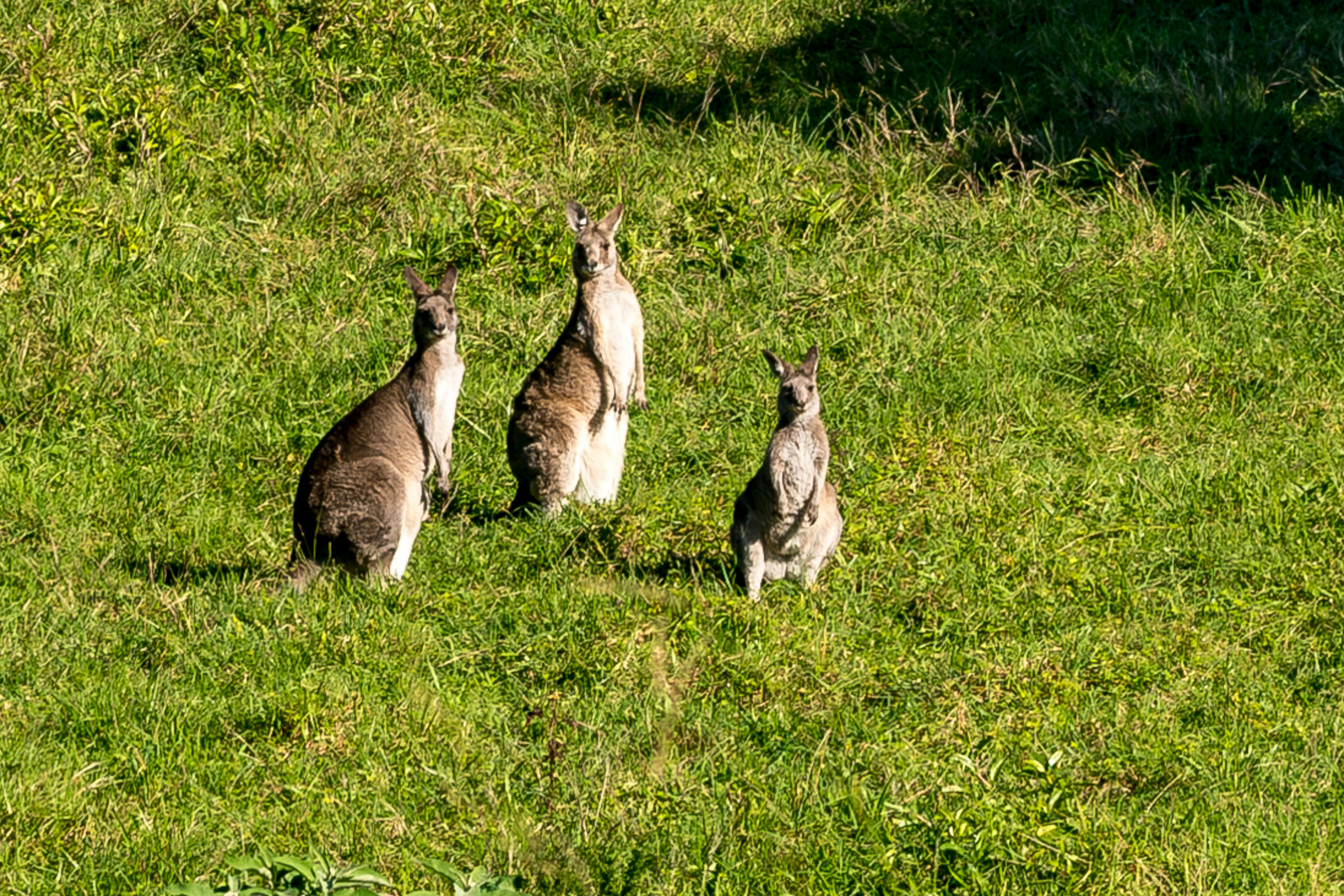 3匹のカンガルーが人間の方を見ている