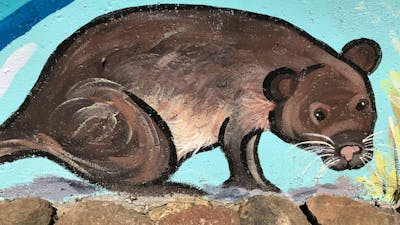 Rakali Mural at Kiamma Creek