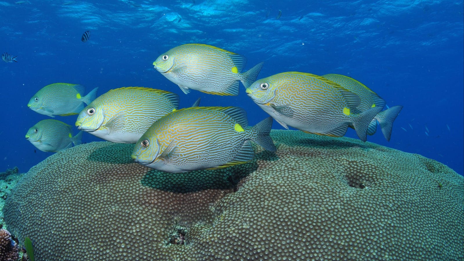 Lodestone Reef