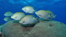 Lodestone Reef