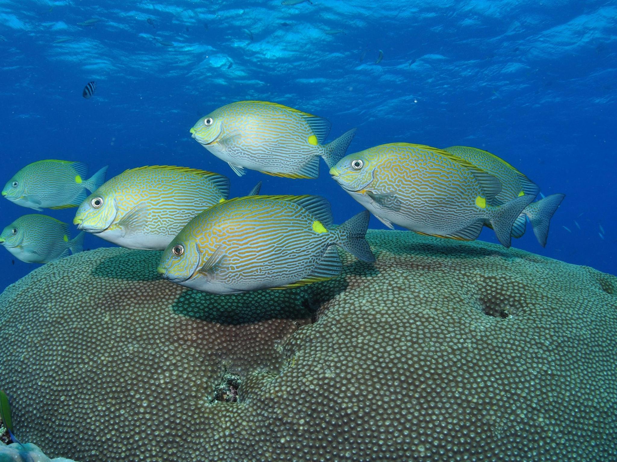 Lodestone Reef Lodestone Reef