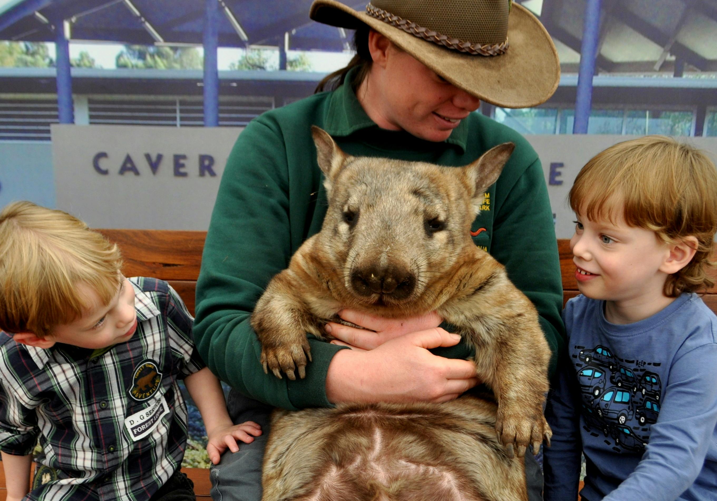 Meet a Wombat