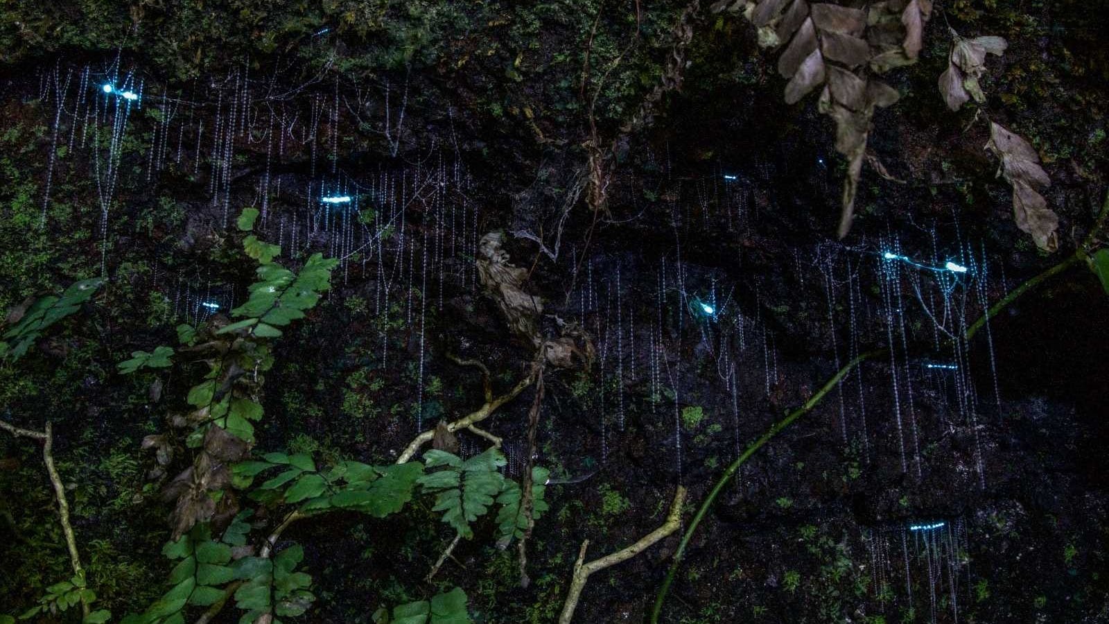 glow worms glow worms