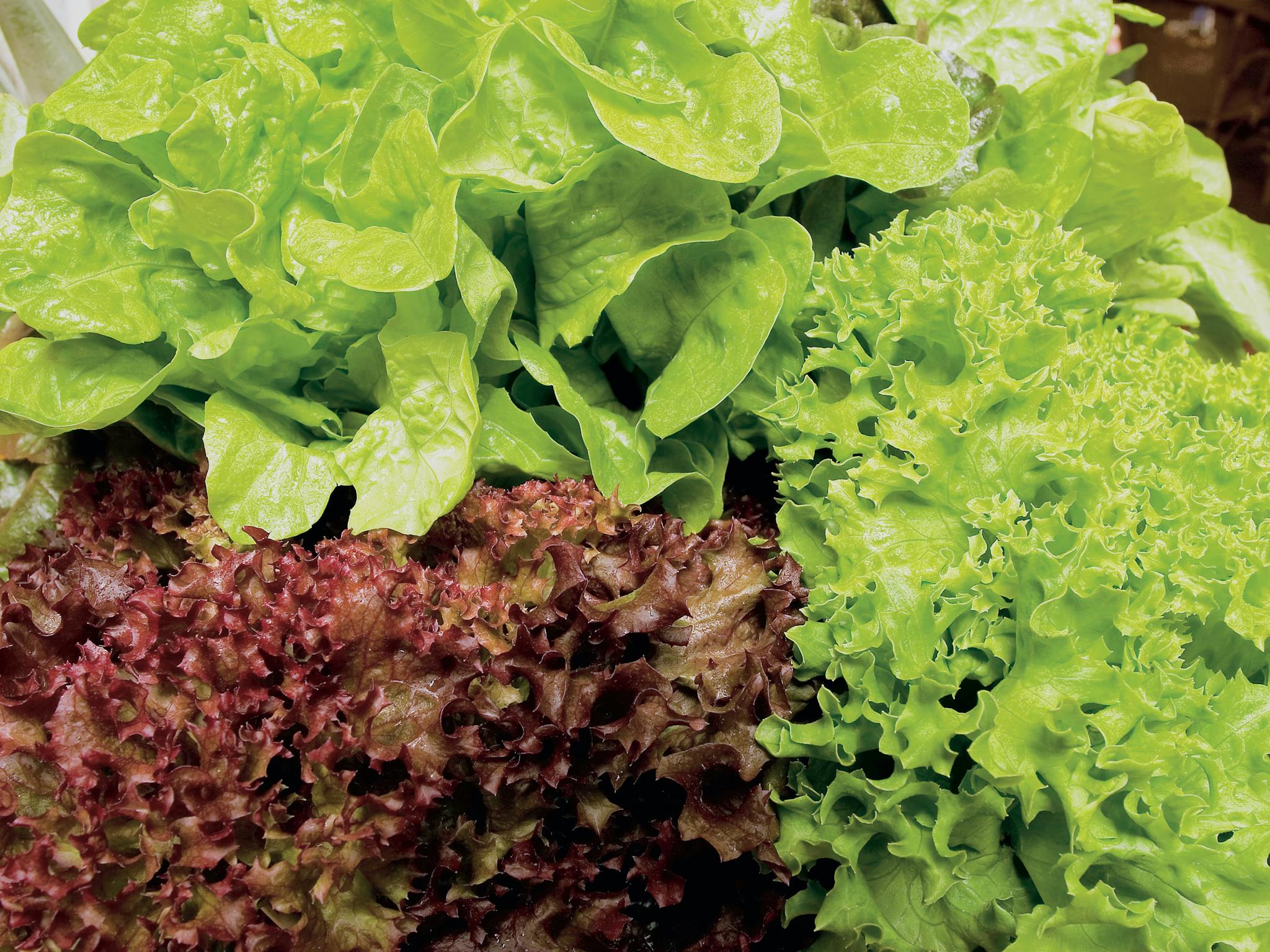 Lettuces, Apple Tree Creek Store Lettuces, Apple Tree Creek Store