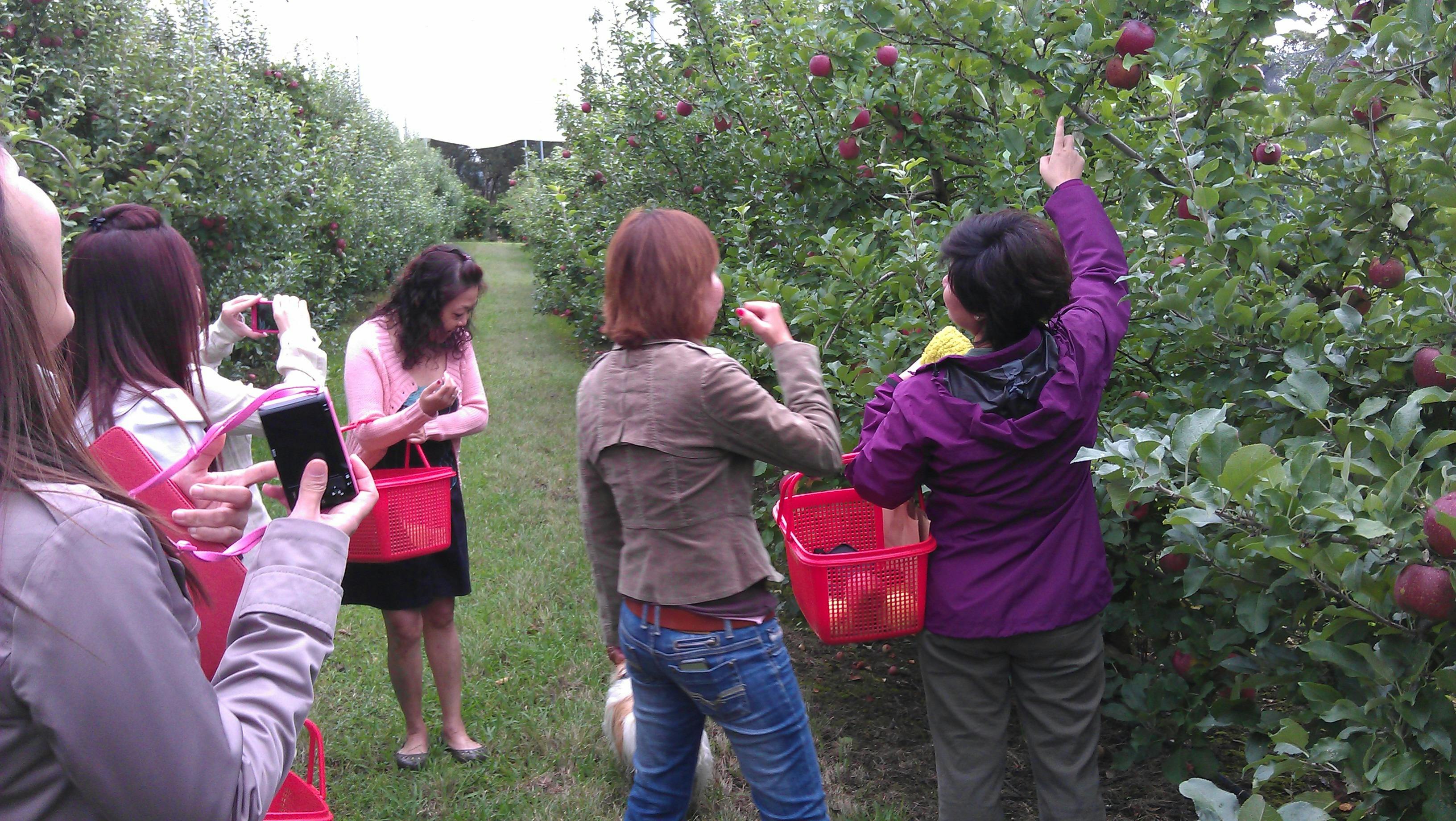 Bilpin fruit picking