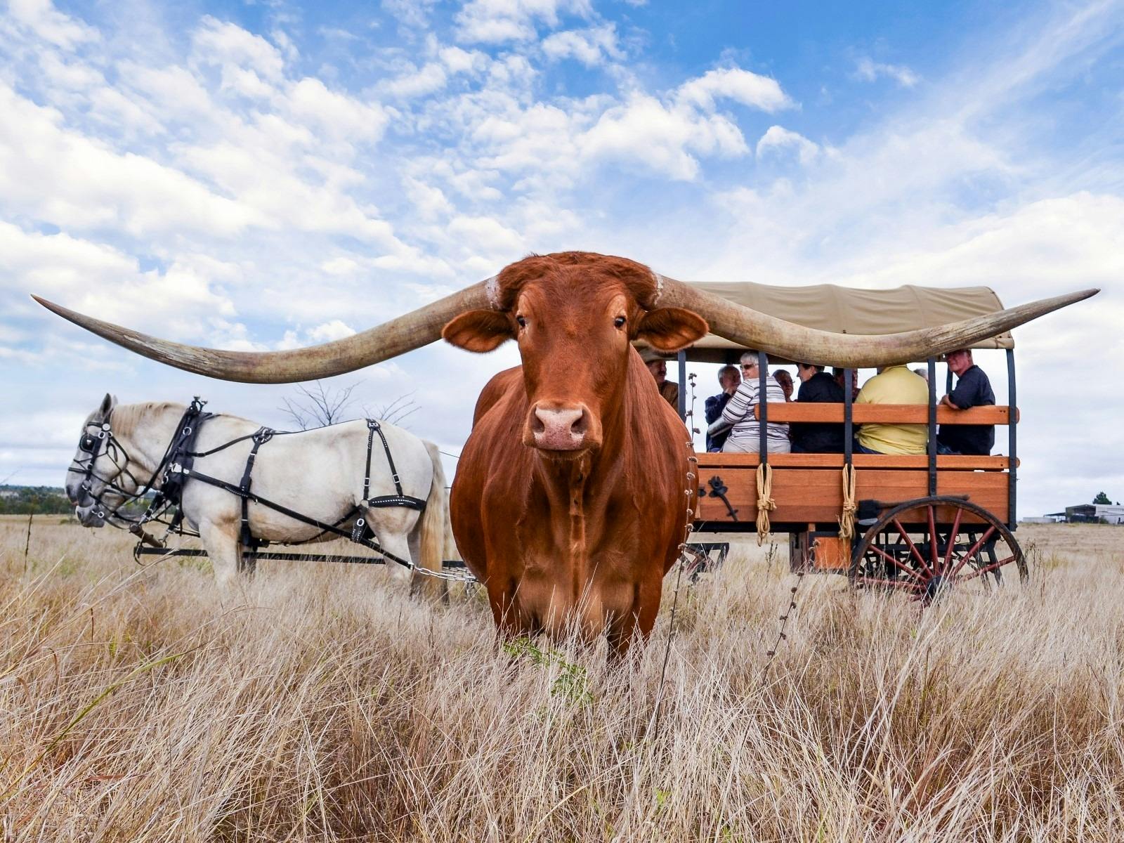 Texas Longhorns, Charters Towers