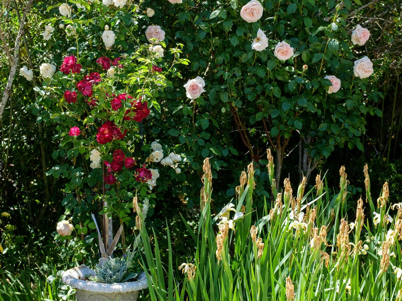 Pink and red roses hang lazily. A potted plant stands in the foreground.