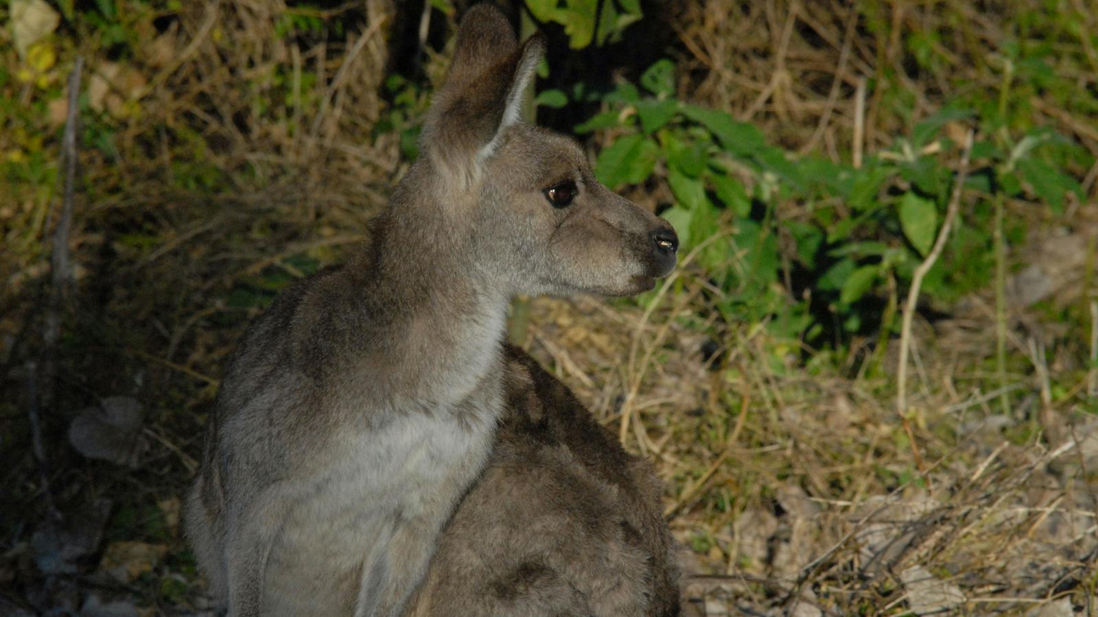 kangaroos in the wild