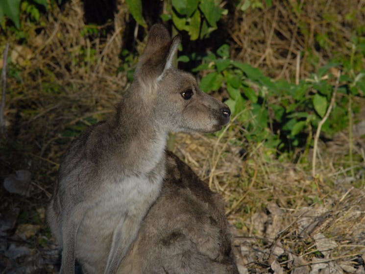 kangaroos in the wild