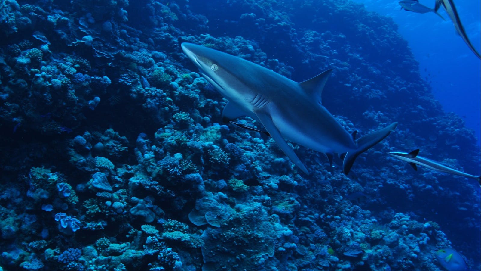 Southern Small Detached Reef Dive Site