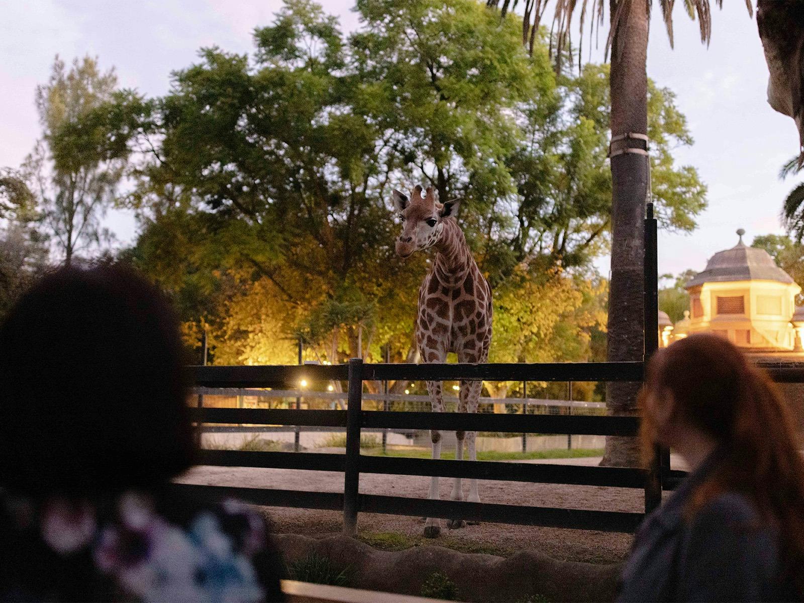 Zoo Nights