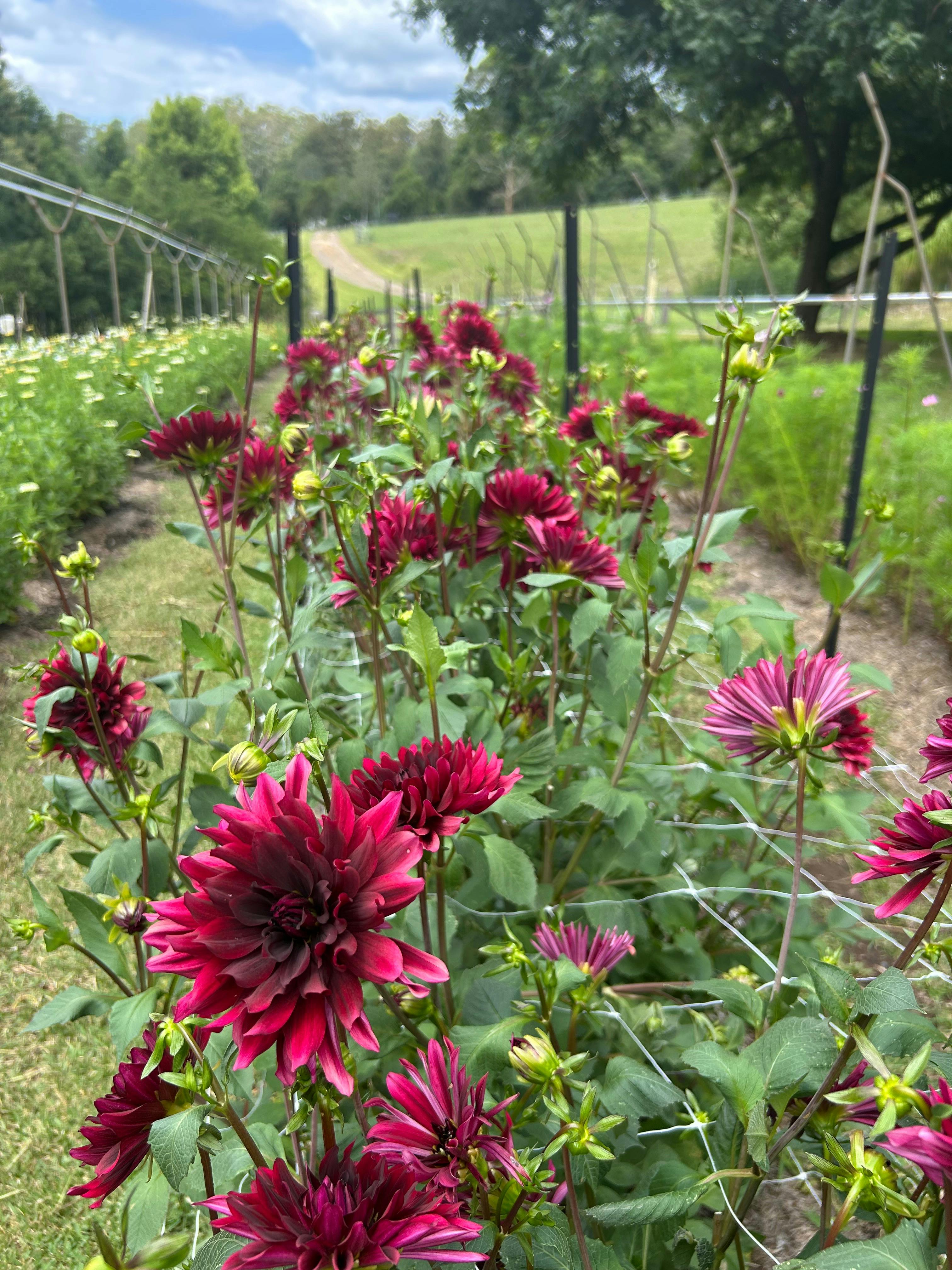 Row of maroon dahlias