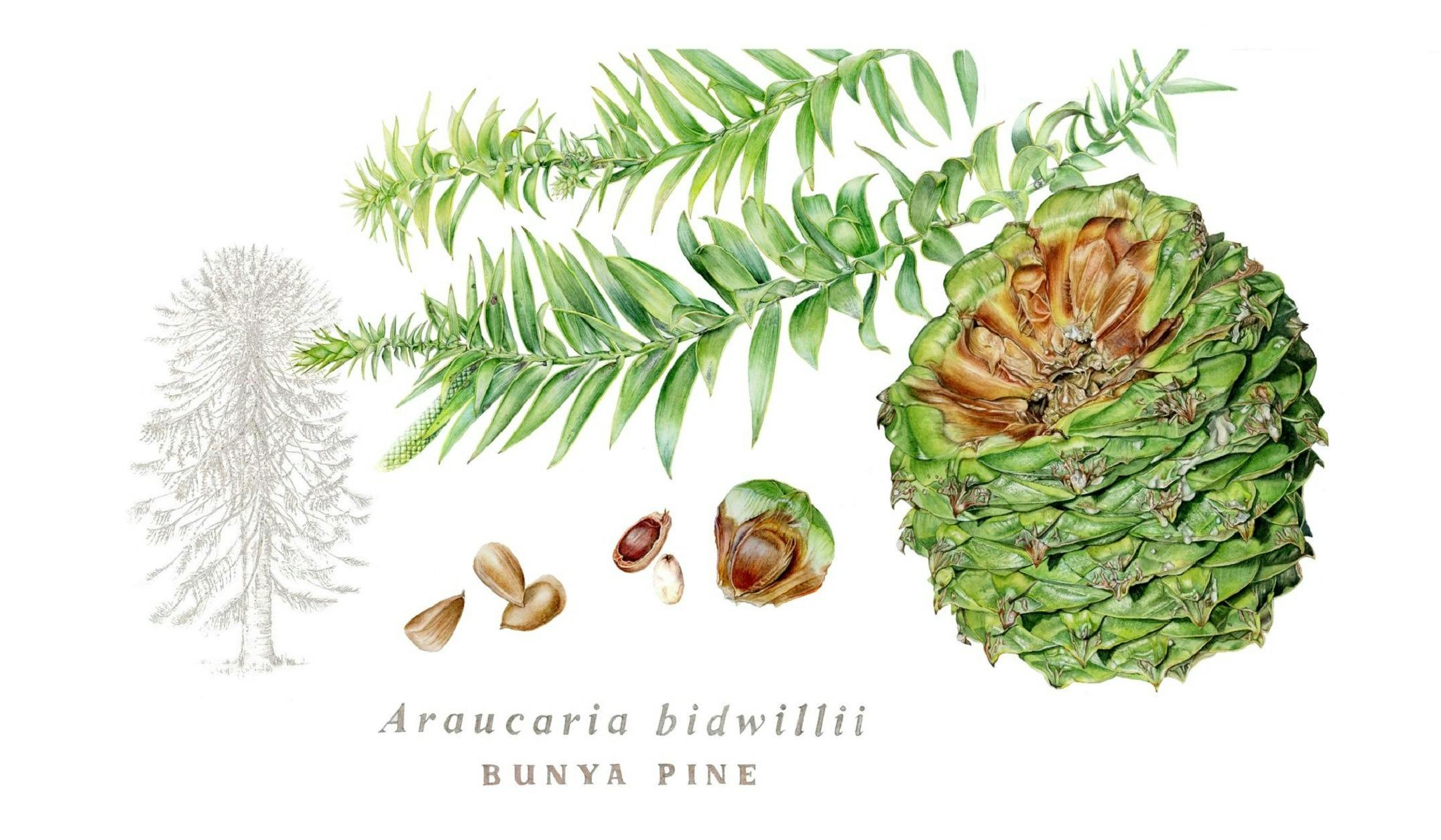 Botanical drawing of Araucaria bidwilli by Tanya Hoolihan