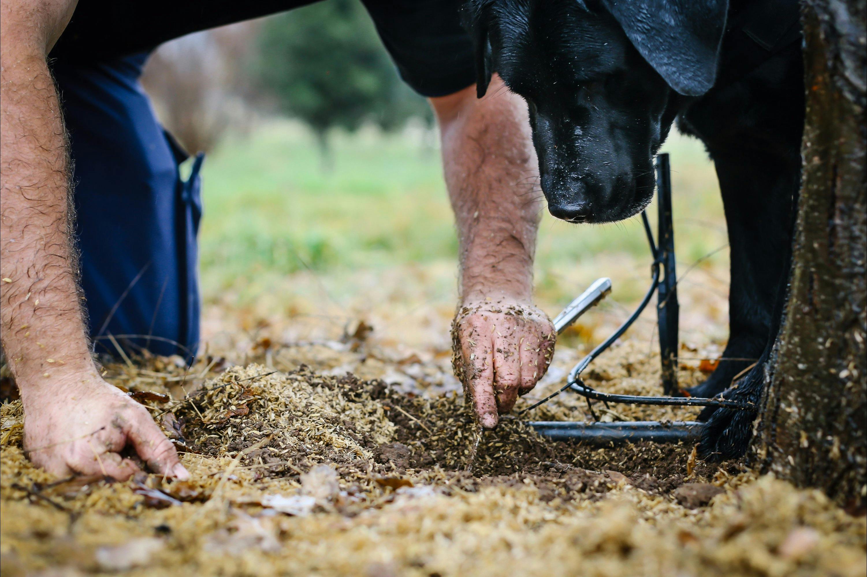 Farmer and his dog finding truffle under a tree