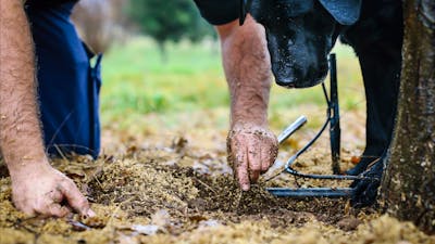 Farmer and his dog finding truffle under a tree
