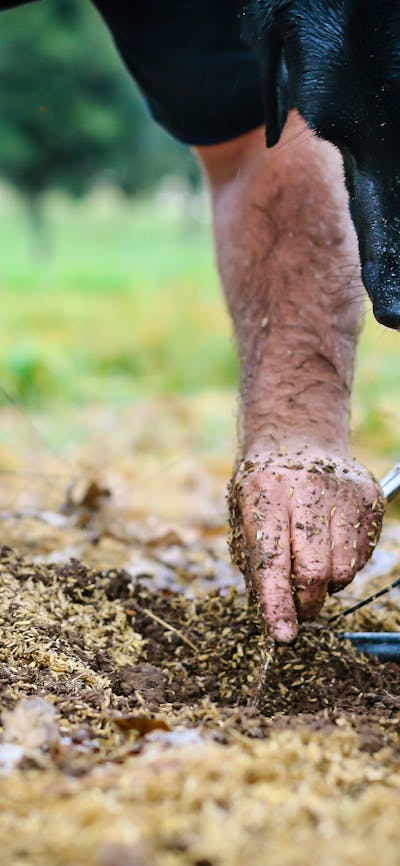 Farmer and his dog finding truffle under a tree