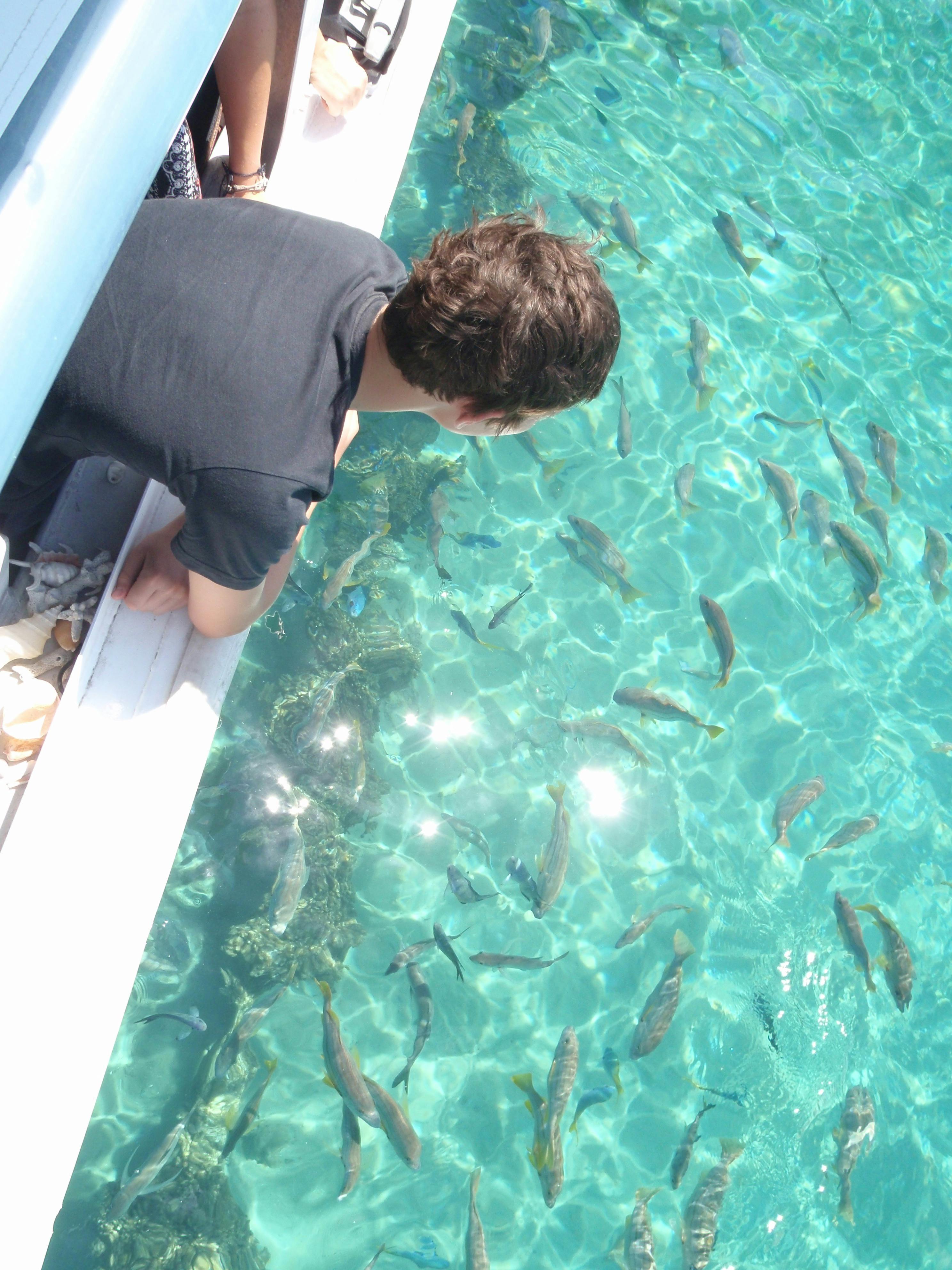 Glass bottom boat viewing. Great for those who don't want to get wet and get close to fish life.