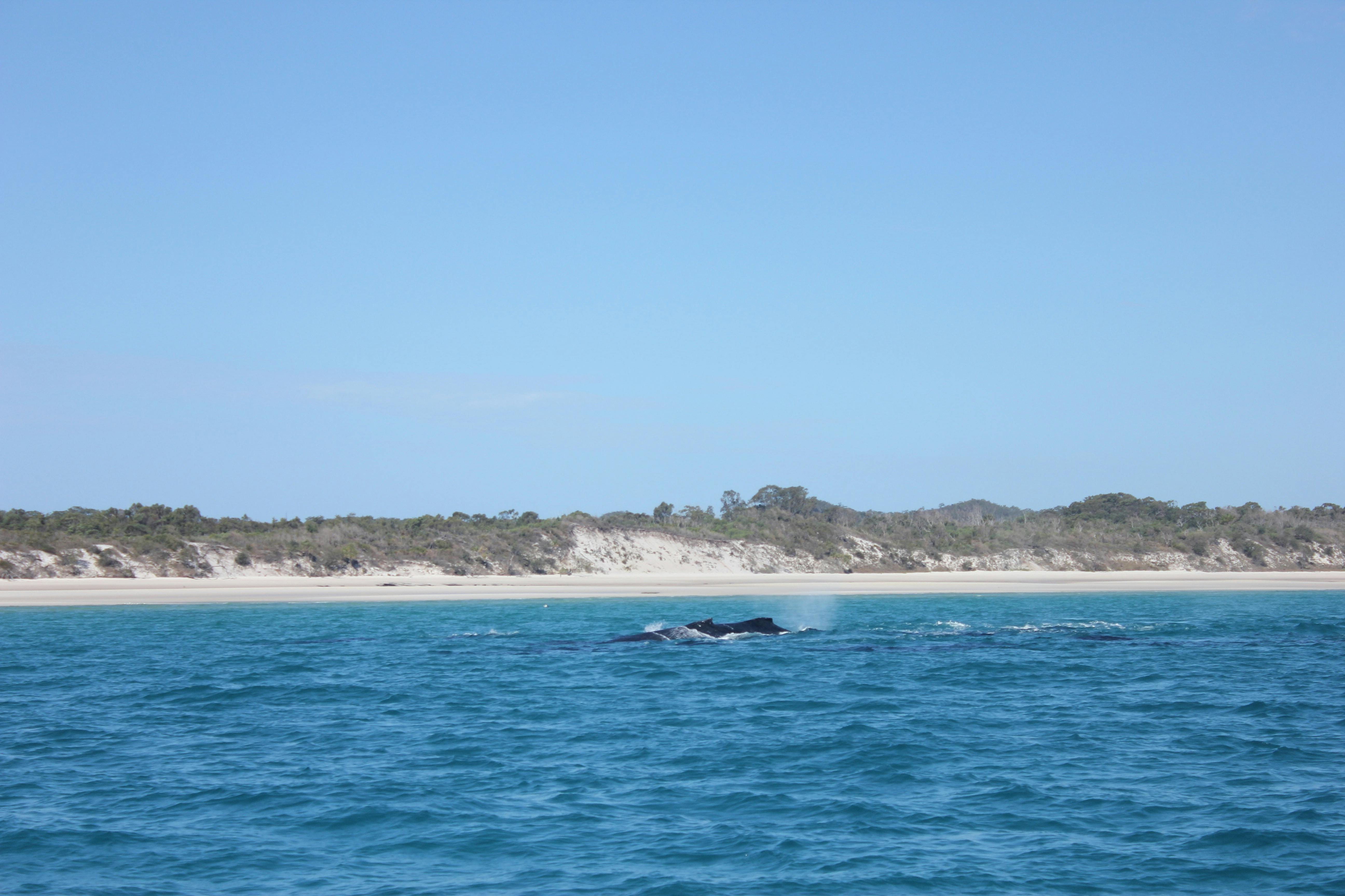 Whales cruising by Coongul beach