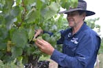 Tim McMullen, Wine Grower