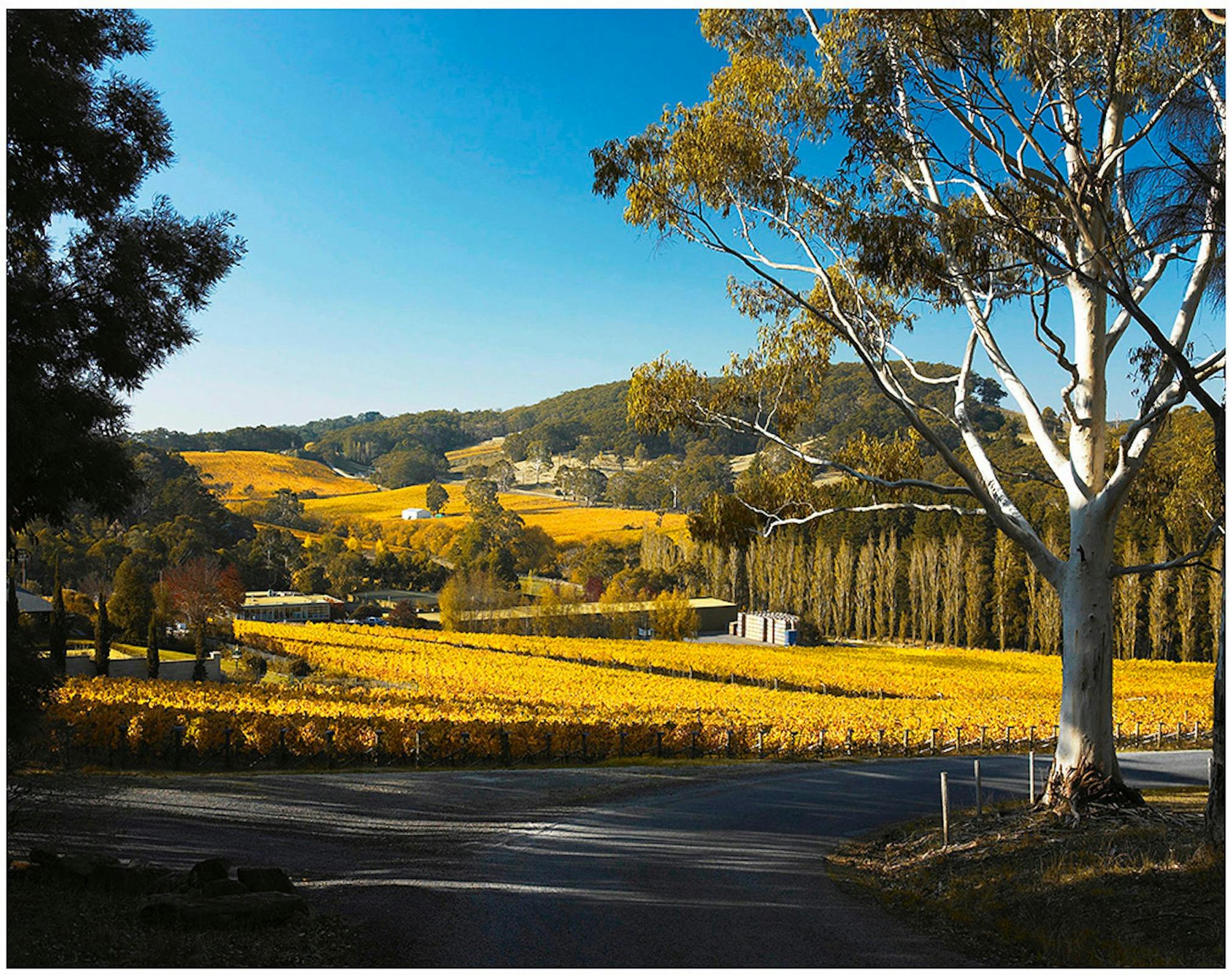 Tapanappa Cellar Door