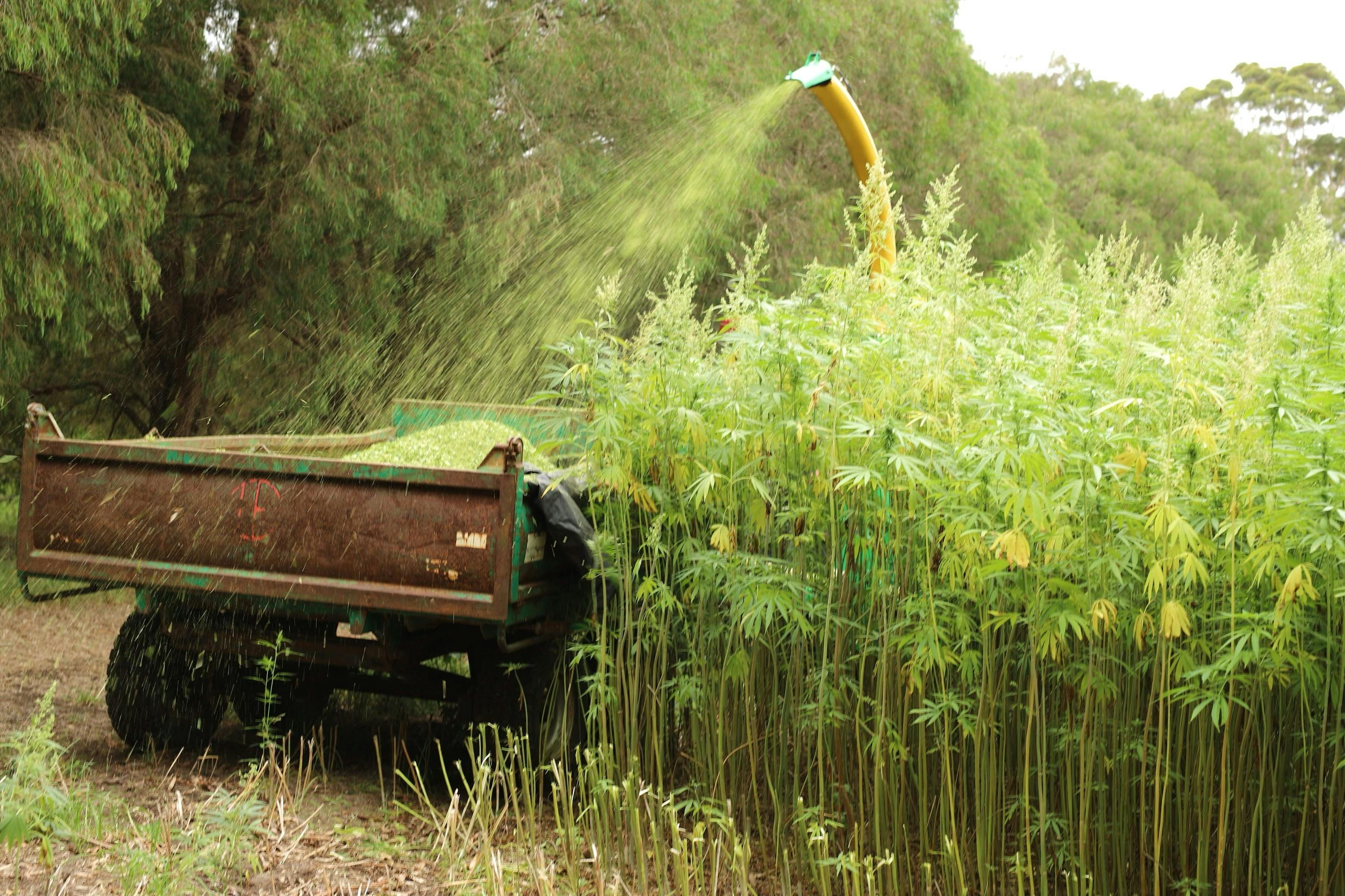 Hemp Crop