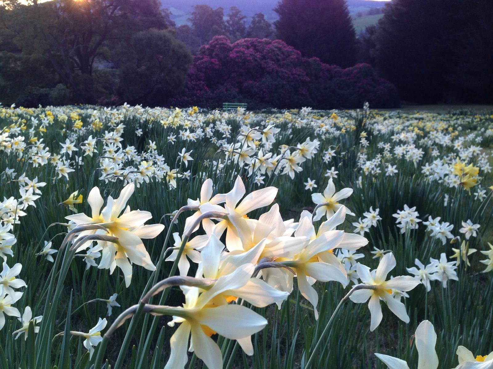 Daffodils are a feature in August and September as they bloom across large swathes of the farm